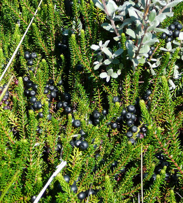Schwarze Krhenbeere (Empetrum nigrum) Urlaub 2010 3.8.Sylt 074