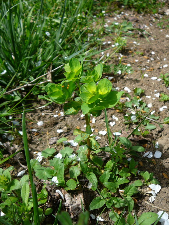 Sonnenwend-Wolfsmilch Euphorbia helioscopia April 2011 Laudenbach Insekten und Blumen 081