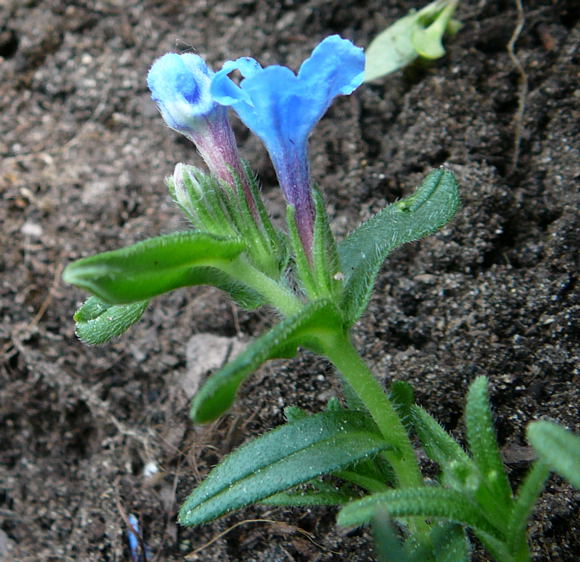 Steinsame Lithodora diffusa April 2011 Gartenblumen Insekten Huett 028