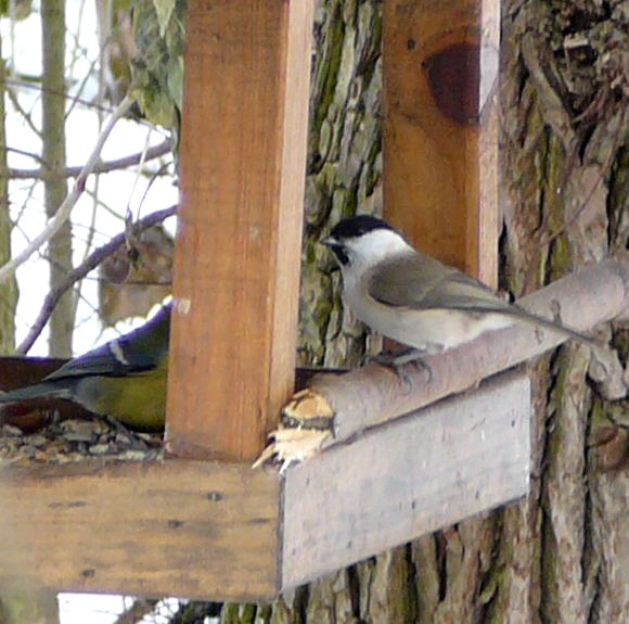 Sumpfmeise (Parus palustris)  Januar 2011 Winter Httenfeld 107