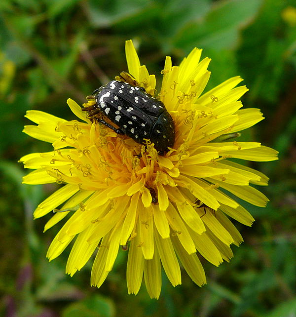 Trauer-Rosenkfer (Oxythyrea funesta) Mai 09 Wildblumen & Insekten Viernheimer Wald-Mlldeponie 113