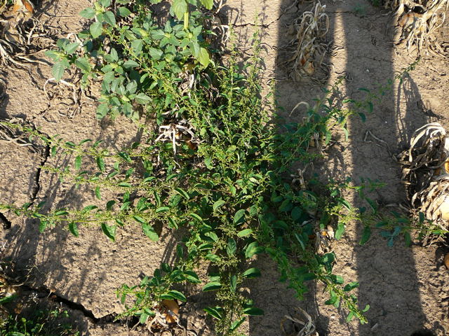 Vielsamiger Gnsefu (Chenopodium polyspermum). Aug 2009 Httenfeld Insekten 018