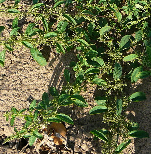 Vielsamiger Gnsefu (Chenopodium polyspermum). Aug 2009 Httenfeld Insekten 018a