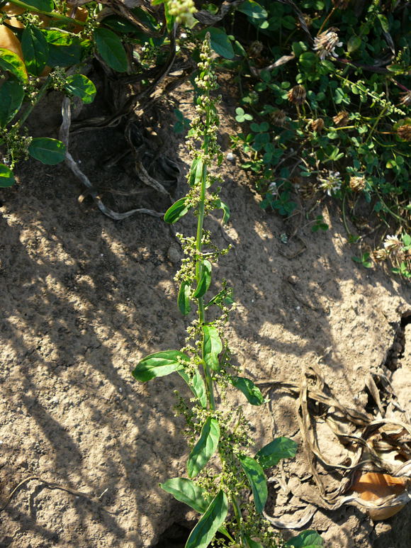 Vielsamiger Gnsefu (Chenopodium polyspermum). Aug 2009 Httenfeld Insekten 019