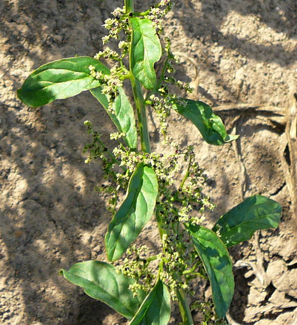 Vielsamiger Gnsefu (Chenopodium polyspermum). Aug 2009 Httenfeld Insekten 019a