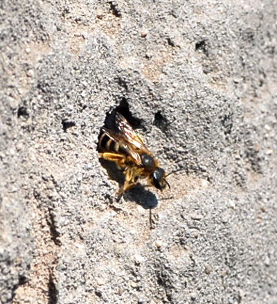 Vierbindige Furchenbiene (Halictus quadricinctus) Mai 09 Lorsch Weschnitzinsel 045