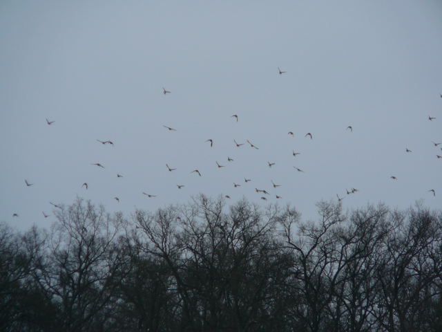 Wacholderdrossel (Turdus pilaris) Januar 2011 Winter Httenfeld 046