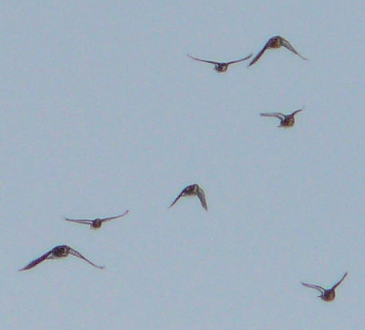 Wacholderdrossel (Turdus pilaris) Januar 2011 Winter Httenfeld 047b