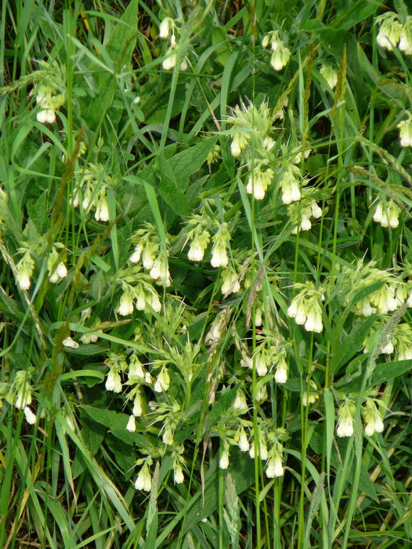 Weigelber Beinwell Symphytum officinale subsp. bohemicum Mai 2010 Hemsbach Graben u. Kaefer 062