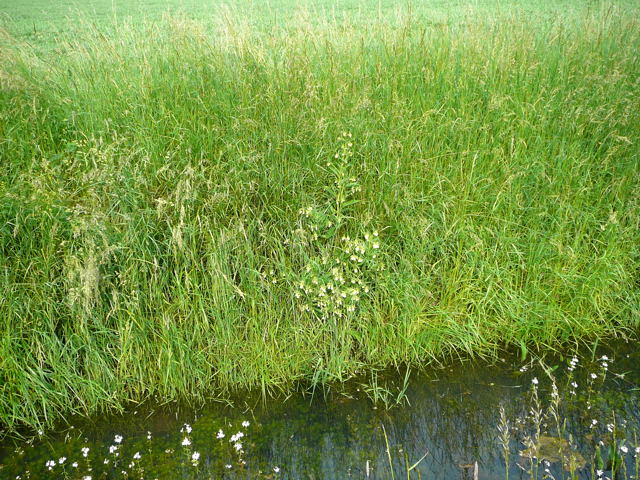 Weigelber Beinwell Symphytum officinale subsp. bohemicum  Mai 2010 Hemsbach Graben u. Kaefer 060
