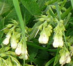 Weißgelber Beinwell Symphytum officinale subsp. bohemicum kl.