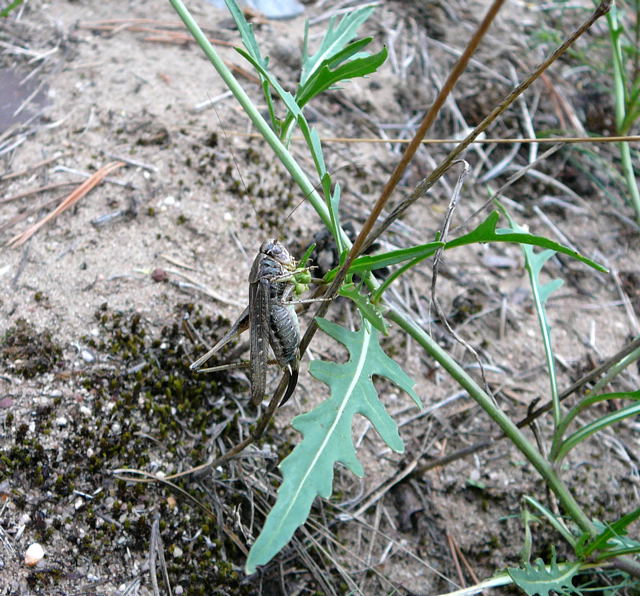 Westliche Beißschrecke (Platycleis albopunctata) Weibchen Sept 2010 Huett u. Viernheimer Glockenbuckel Insekten 081