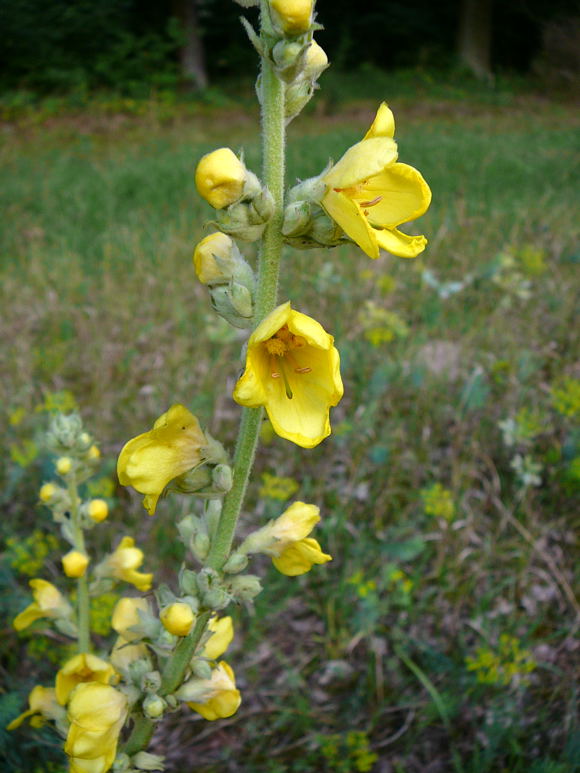 Windblumen Knigskerze Verbascum phlomoides Juli 09 Huettenfeld u. Biotop Rote Erde Lorsch 094