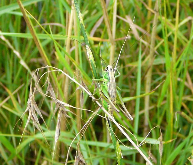 Zweifarbige Beischrecke (Metrioptera bicolor) Juli 09 Bienen Huettenfeld 110