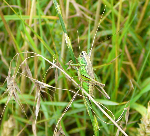 Zweifarbige Beischrecke (Metrioptera bicolor) Juli 09 Bienen Huettenfeld 111