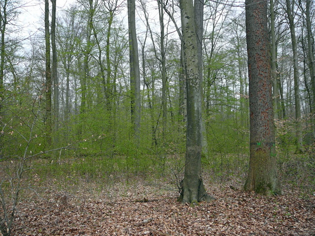 2012-April-16 FFH Reliktwald Holzwirtschaft Harvester Habitatb 070
