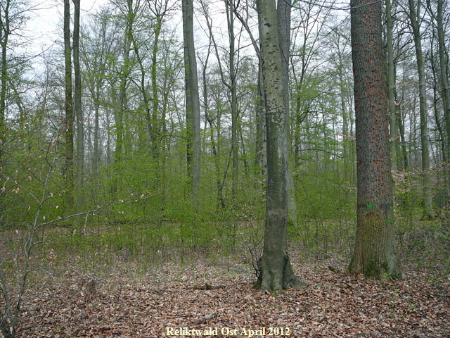 2012-April-16 FFH Reliktwald Holzwirtschaft Harvester Habitatb 070