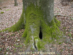 2012-April-16 FFH Reliktwald Holzwirtschaft Harvester Habitatb 092_kl