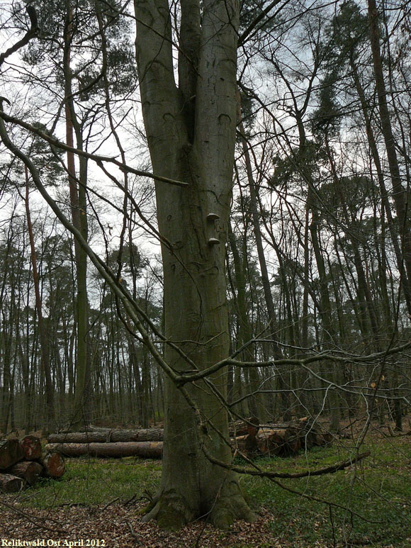 2012-April-16 FFH Reliktwald Holzwirtschaft Harvester Habitatb 104