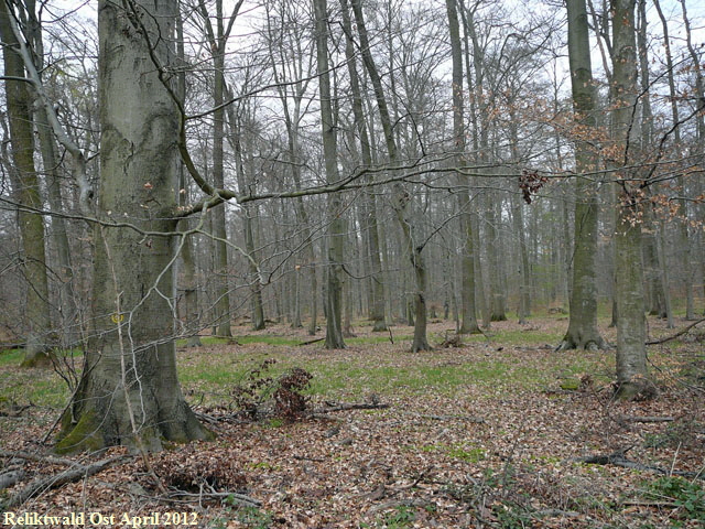 2012-April-16 FFH Reliktwald Holzwirtschaft Harvester Habitatb 110