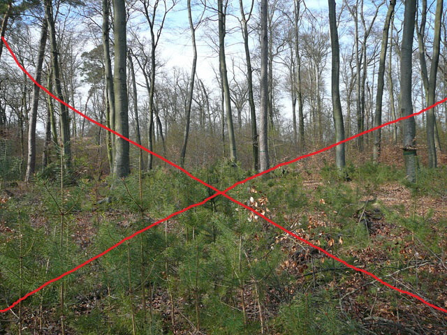 2012-April Viernheimer Wald, Wege 011.bearb.