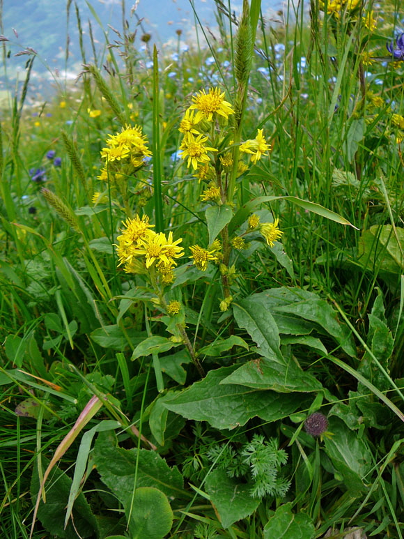 Alpen-Goldrute (Solidago virgaurea ssp minuta) 9.7.2011 Allgu Alpen Fellhorn Oberstdorf-Faistenoy 045