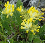Alpen-Wundklee (Anthyllis vulneraria ssp. alpestris) kl.