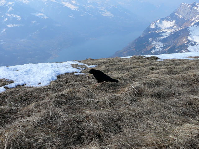 Alpendohle (Pyrrhocorax graculus) Februar 2011 Bombardier-Reise Wildhaus Schweiz 066