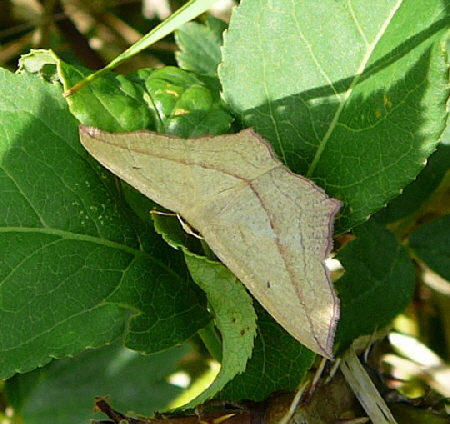 Ampferspanner (Timandra comae) Juni 2008 Viernheimer Wald, Schotterpisten 085