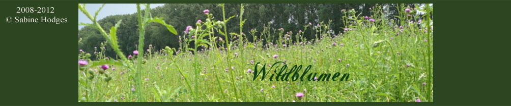 Banner_Wildblumenfamilien Kopie