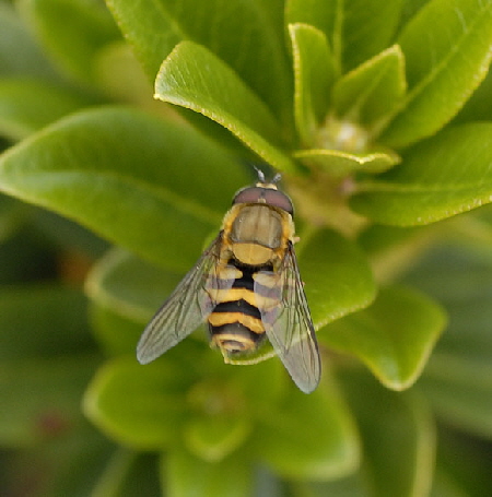 Behaarte Schwebfliege Syrphus torvus Mnnchen Fellhorn Bayern 43