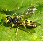 Bienenjagende Knotenwespe (Cerceris rybyensis) Männchen kl.