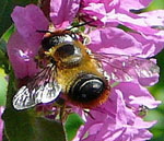 Blattschneiderbiene Megachile spec. kl.