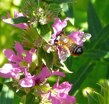 Blattschneiderbiene Megachile spec. Juli 2010 Insekten Garten 057