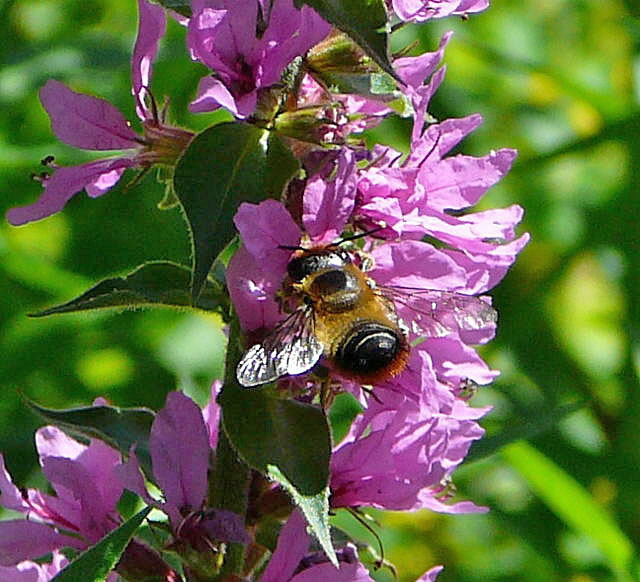 Blattschneiderbiene Megachile spec. Juli 2010 Insekten Garten 056