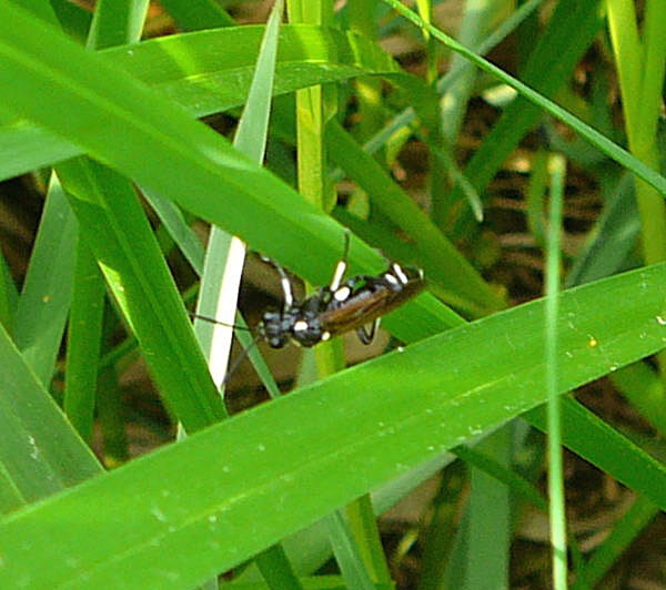 Blattwespe 4 ...Macrophya duodecimpunctata Mai 09 Wildblumen & Insekten Graben Hemsbach 077