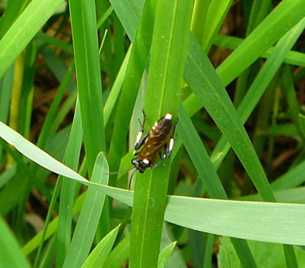 Blattwespe 4...Macrophya duodecimpunctata Mai 09 Wildblumen & Insekten Graben Hemsbach 075