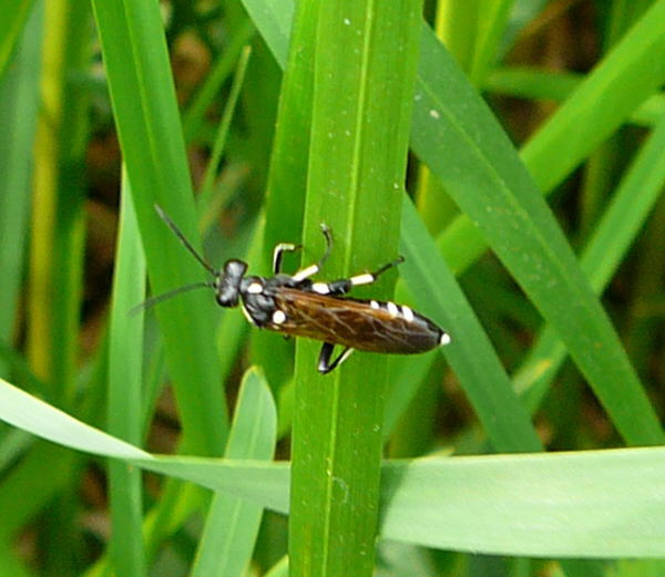 Blattwespe 4...Macrophya duodecimpunctata Mai 09 Wildblumen & Insekten Graben Hemsbach 076