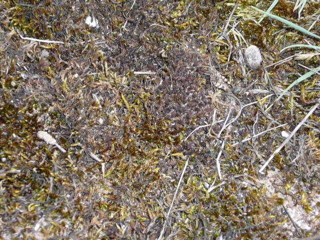 Blauflügelige Ödlandschrecke (Oedipoda caerulescens) Juni 09 Huett - Lorsch Biotop Rote Erde 008