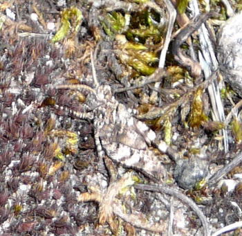 Blauflügelige Ödlandschrecke (Oedipoda caerulescens) Juni 09 Huett - Lorsch Biotop Rote Erde 008a