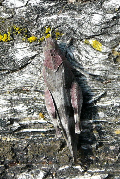 Blauflügelige Ödlandschrecke (Oedipoda caerulescens) Sept 2010 Viernheimer Glockenbuckel Blumen 043