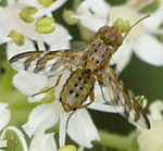 Bohrfliege 2 Chaetorellia jaceae Mnnchen kl.