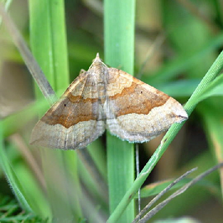 Braunbinden-Wellenstriemenspanner (Scotopteryx chenopodiata) 13