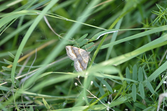 Braunbinden-Wellenstriemenspanner (Scotopteryx chenopodiata) August 2012 Falter Huett+Laudenbach NIKON 009