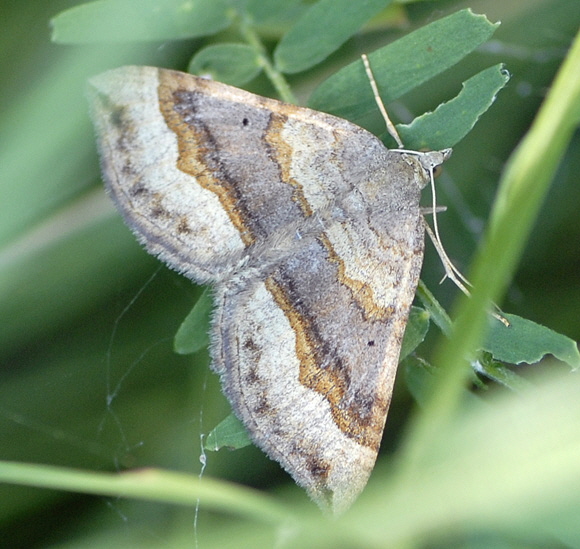 Braunbinden-Wellenstriemenspanner (Scotopteryx chenopodiata) August 2012 Falter Huett+Laudenbach NIKON 010