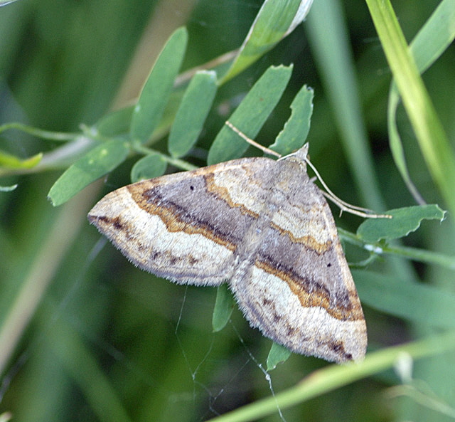 Braunbinden-Wellenstriemenspanner (Scotopteryx chenopodiata) August 2012 Falter Huett+Laudenbach NIKON 012