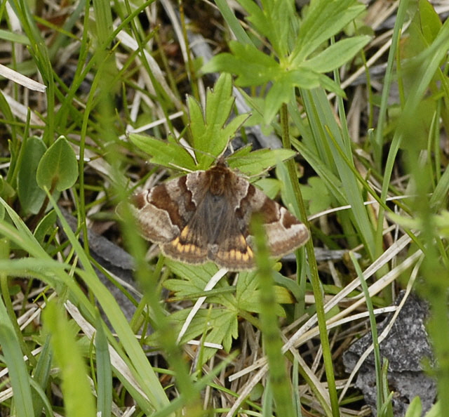 Braune Tageule  Euclidia glyphica Alpen Mai 2012 Ammergebirge, Grasnang NIKON 114