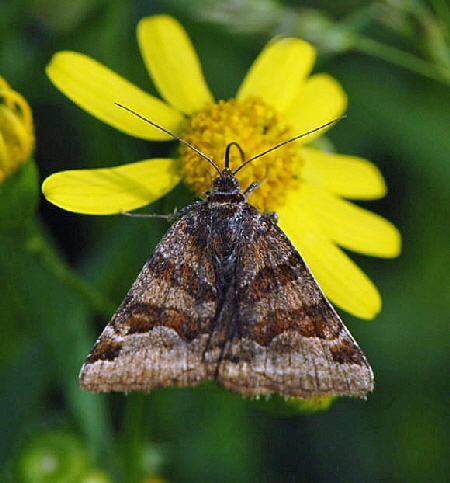 Braune Tageule Nikon Schmetterlinge u. Insekten Brachstck Rich