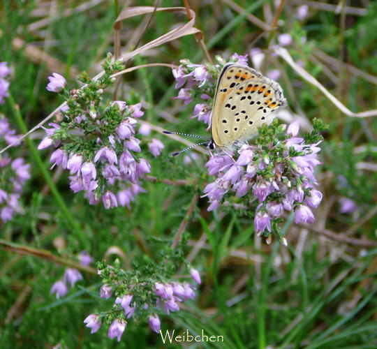 Brauner Feuerfalter  23.8.08_Stralsund Ozeanum_Barhft Bodden_ColbitzLetzlinger Heide 113