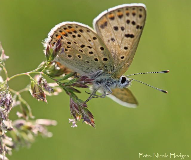 Brauner Feuerfalter (Lycaena tityrus)-18.05.09-BrachackerbeiMlldeponie-1-N